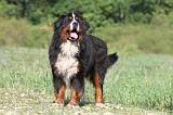 BOUVIER BERNOIS 086
